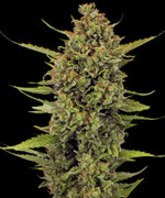 Barneys Farm - 5 Pack - Fem