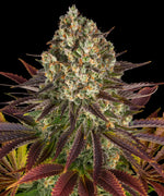 Barneys Farm - 5 Pack - Fem