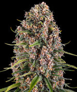 Barneys Farm - 5 Pack - Fem