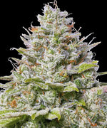 Barneys Farm - 5 Pack - Fem