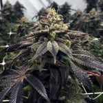 Pheno Finder Seeds