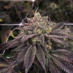 Pheno Finder Seeds