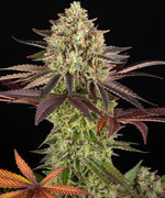Barneys Farm - 5 Pack - Fem